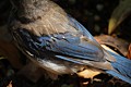 Scrub Jay