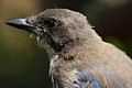 Scrub Jay