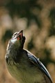 Scrub Jay