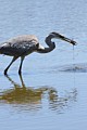 Great Blue Heron with crawfish #1