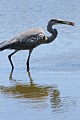 Great Blue Heron with crawfish #1