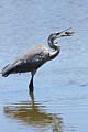 Great Blue Heron with crawfish #1