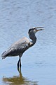 Great Blue Heron with crawfish #1