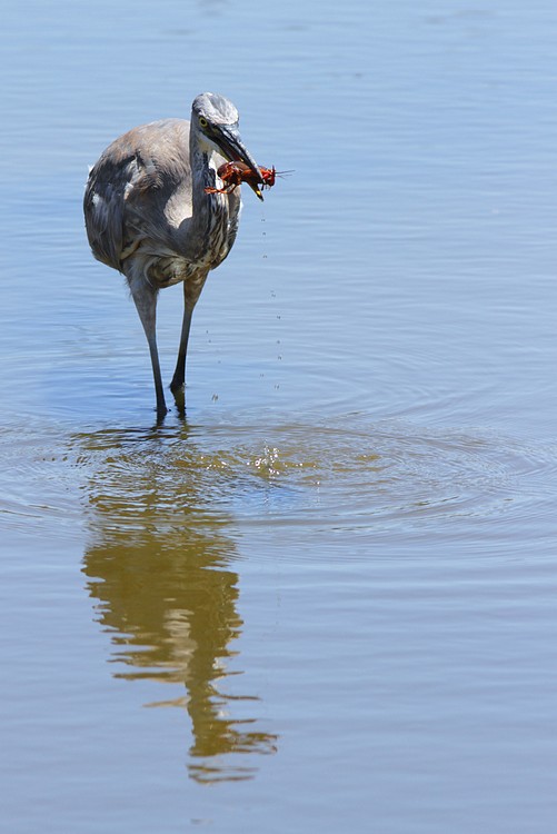Great Blue Heron with crawfish #2