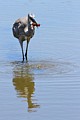 Great Blue Heron with crawfish #2