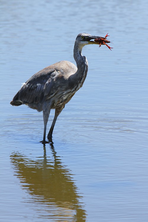 Great Blue Heron with crawfish #2