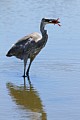 Great Blue Heron with crawfish #2