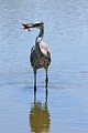 Great Blue Heron with crawfish #2