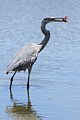 Great Blue Heron with crawfish #2