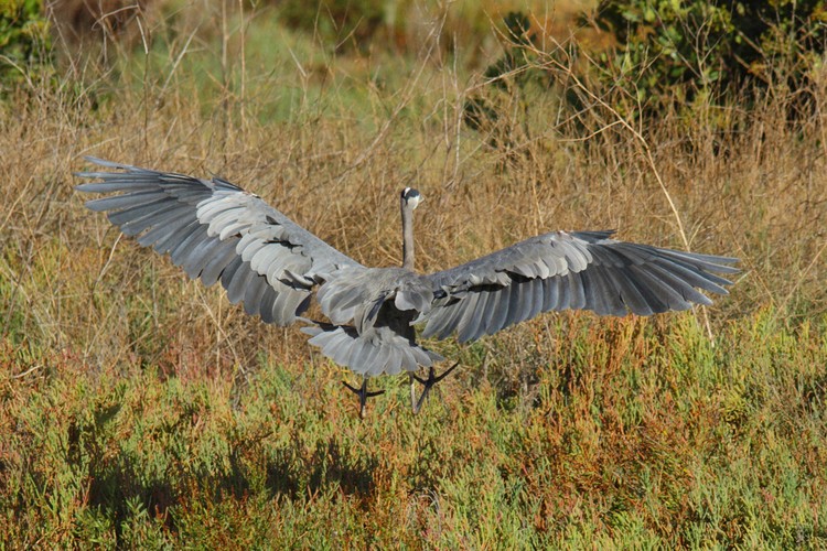 Great Blue Heron