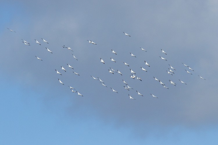 Coyote Hills Regional Park - American White Pelicans