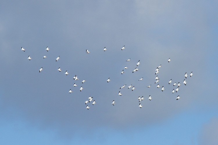 Coyote Hills Regional Park - American White Pelicans