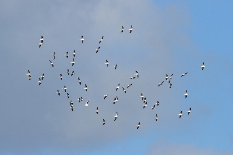 Coyote Hills Regional Park - American White Pelicans