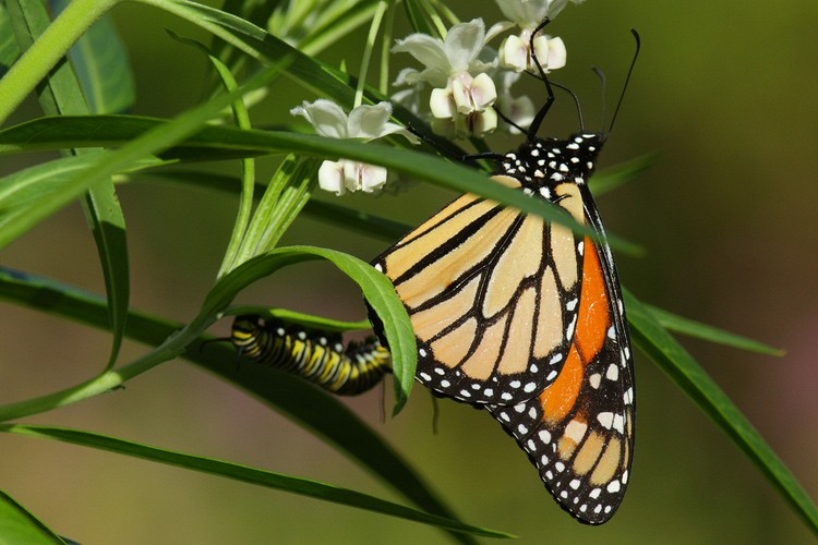 Coyote Hills Regional Park - Monarch Butterfly