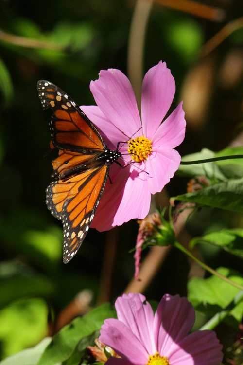 Coyote Hills Regional Park - Monarch Butterfly