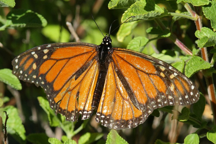 Coyote Hills Regional Park - Monarch Butterfly