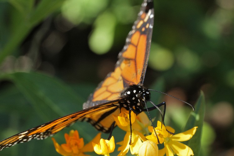 Coyote Hills Regional Park - Monarch Butterfly