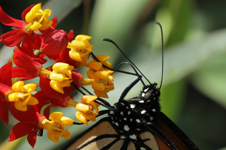 Coyote Hills Regional Park - Monarch Butterfly
