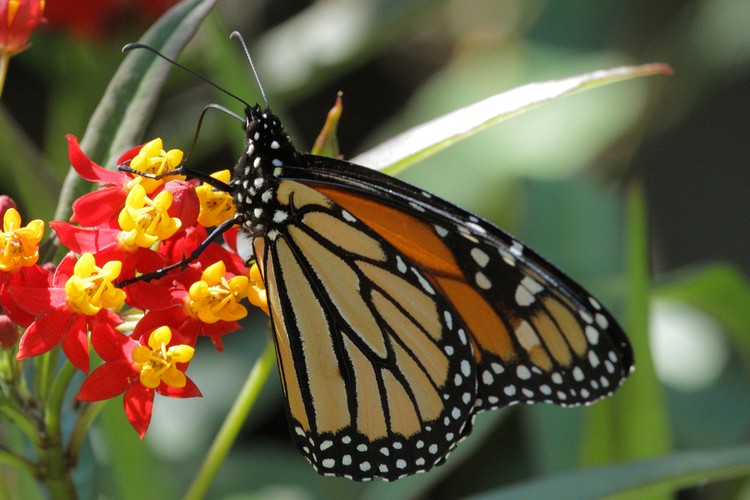 Coyote Hills Regional Park - Monarch Butterfly