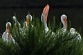 American White Pelicans (Pelecanus erythrorhynchos)