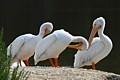 American White Pelicans (Pelecanus erythrorhynchos)