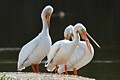 American White Pelicans (Pelecanus erythrorhynchos)