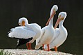 American White Pelicans (Pelecanus erythrorhynchos)