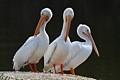 American White Pelicans (Pelecanus erythrorhynchos)