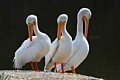 American White Pelicans (Pelecanus erythrorhynchos)