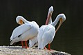 American White Pelicans (Pelecanus erythrorhynchos)