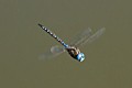 Blue-eyed Darner (Aeshna multicolor)