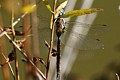 Blue-eyed Darner (Aeshna multicolor)