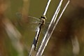 Blue-eyed Darner (Aeshna multicolor) - female