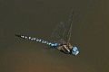 Blue-eyed Darner (Aeshna multicolor)