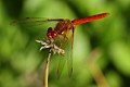 Red-veined Meadowhawk (<i>Sympetrum madidum</i>)