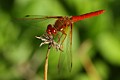 Red-veined Meadowhawk (<i>Sympetrum madidum</i>)