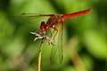 Red-veined Meadowhawk (<i>Sympetrum madidum</i>)