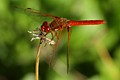 Red-veined Meadowhawk (<i>Sympetrum madidum</i>)