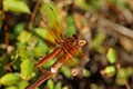 Red-veined Meadowhawk (<i>Sympetrum madidum</i>)