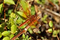 Red-veined Meadowhawk (<i>Sympetrum madidum</i>)