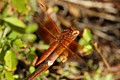 Red-veined Meadowhawk (<i>Sympetrum madidum</i>)