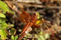 Red-veined Meadowhawk (<i>Sympetrum madidum</i>)