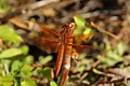 Red-veined Meadowhawk (<i>Sympetrum madidum</i>)