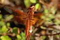 Red-veined Meadowhawk (<i>Sympetrum madidum</i>)