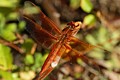 Red-veined Meadowhawk (<i>Sympetrum madidum</i>)