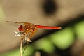 Red-veined Meadowhawk (<i>Sympetrum madidum</i>)