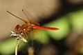 Red-veined Meadowhawk (<i>Sympetrum madidum</i>)