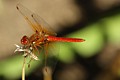 Red-veined Meadowhawk (<i>Sympetrum madidum</i>)