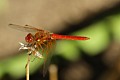 Red-veined Meadowhawk (<i>Sympetrum madidum</i>)