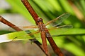 Red-veined Meadowhawk (Sympetrum madidum)